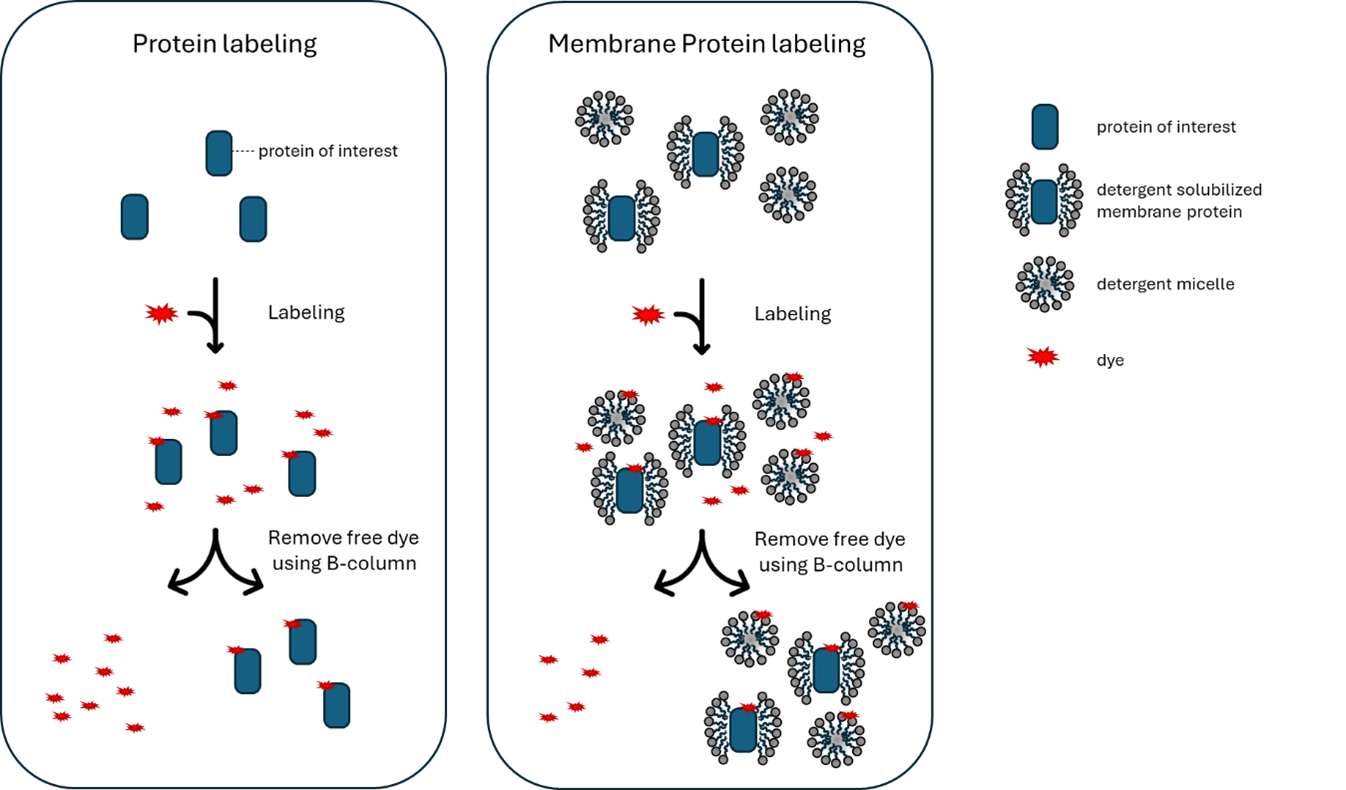 Figure 1 Protein and Membrtane protein Labeling.png