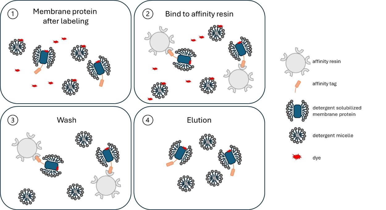 Figure 3 Graphic rep of affinity tag can aid removal of free dye captured by micelles during labeling.png